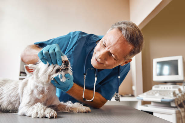 Best Same-Day Emergency Dental Services in Bogata, TX